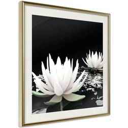 Arkiio Affisch Lotus Flowers [Poster] 20x20 Poster